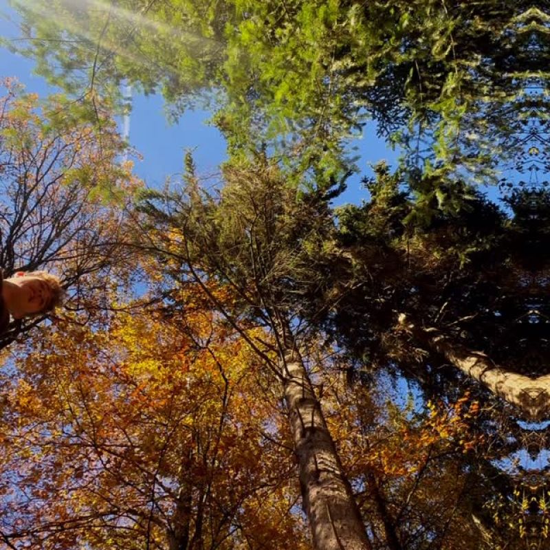 #stihl, #motorsäge, #forst, #kleingeräte, #landwirtschaft, #halloween