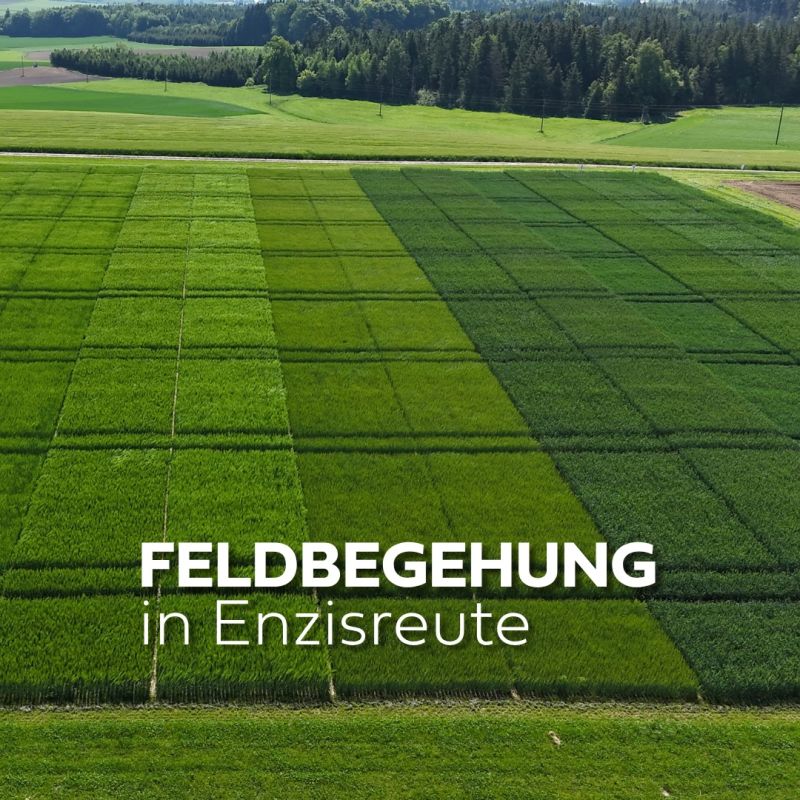 #landwirtschaft, #ackerbau, #regional, #badwaldsee, #getreide